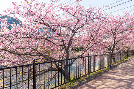 Blooming sakura tree