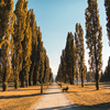 A tree-lined avenue in autumn