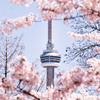 The CN Tower during Cherry Blossom Season