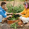 man and woman growing cherry tomatoes, harvesting vegetables at home garden