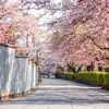Shizuoka, Japan old town streets with cherry blossoms in Spring season