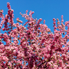 Pink flowering tree in the park with the blue sky in the background