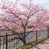 Blooming sakura tree
