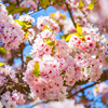 selective focus of beautiful sakura tree blossom against blue sky backdrop