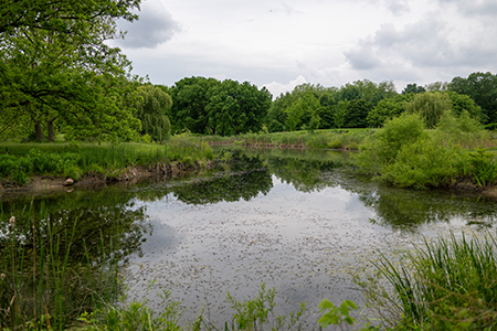 pond with lush green surroundings in conservation area
