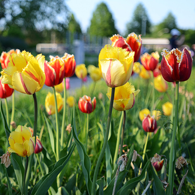 Seasonal Spring - bright red and yellow flowers