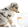 puppy looking at Goldfish, Carassius Auratus, swimming in fish bowl in front of white background