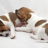 Jack Russel Terrier puppies over white background