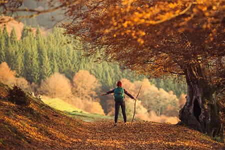 hiker walking under the rays of the morning sun in the mountain forest