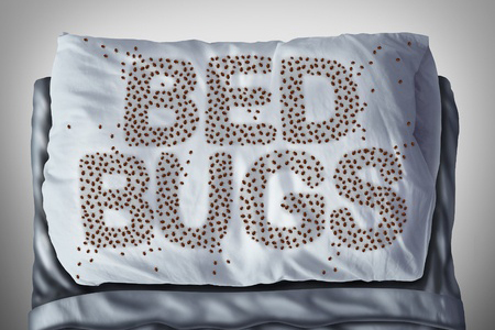Bed bug on pillow and in bed as a bedbug infestation concept shaped as text letters