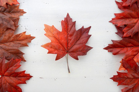 red leaves in shape of Canadian flag on white background