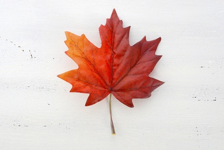 isolated Maple leaf on light background