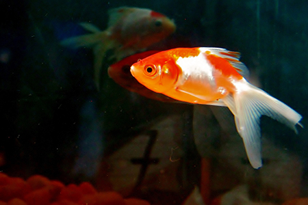 close up orange and white fish