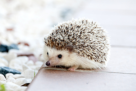 Shallow depth photo of Hedgehog