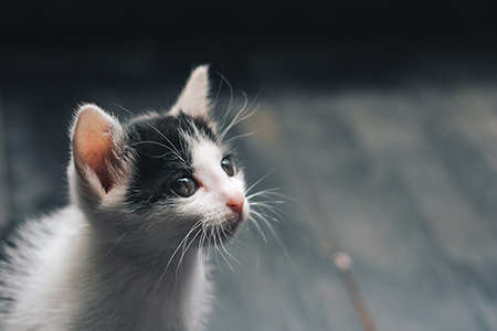 cute gray and white kitten