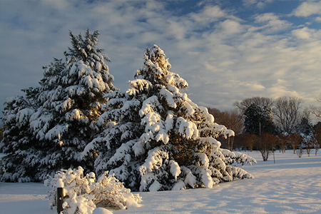 two large trees covered in snow