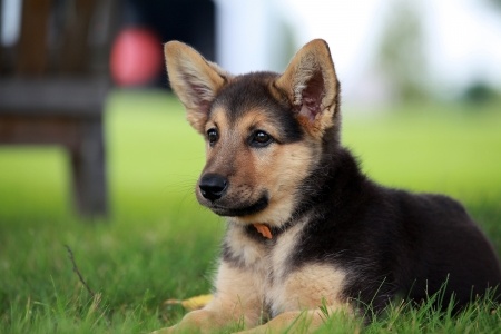 German Shepherd puppy on grass