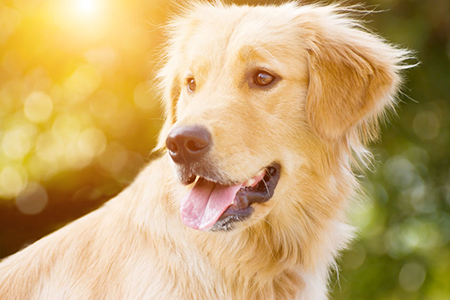Golden Retriever stick its tongue out with back light and soft green background