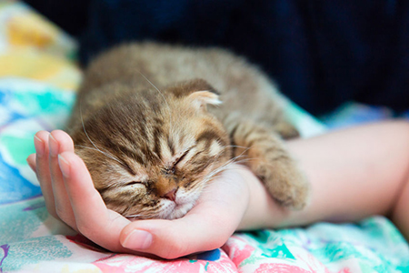 Slcottish kitten sleep on a female hand