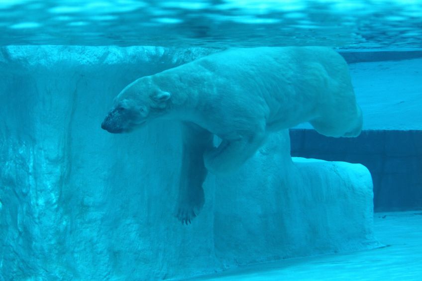 A shot of a polar bear under water