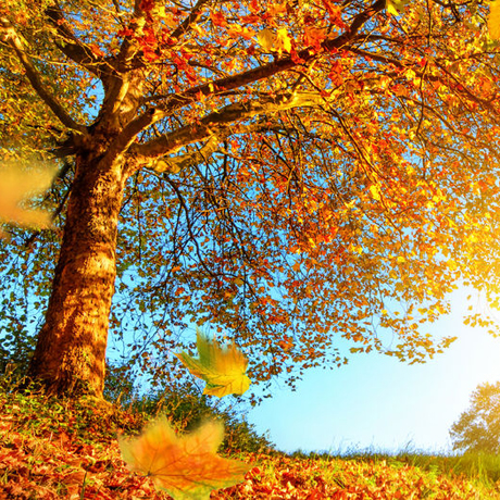 Seasonal Fall - Tree with falling orange leaves