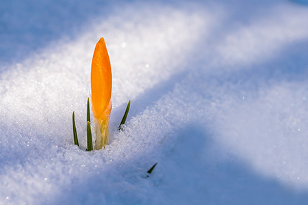yellow flower bud growing in snowy ground