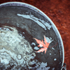 A red maple leaf floats in a bucket