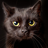 Close-up of a black cat, looking at camera, isolated on black