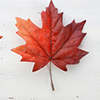 Red silk leaves in shape of Canadian Flag on white wood table.