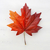  red silk maple leaf on white wood shabby chic table