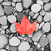 red maple leaf on stones