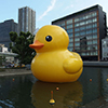 The Rubber Duck in a body of water