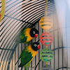 2 yellow green black birds in a cage