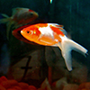 close up orange and white fish