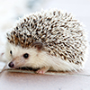 Shallow depth photo of Hedgehog