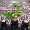 Pongal food offering in Pots