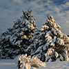 two large trees covered in snow