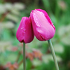 two tulips leaning against eachother