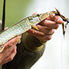 Fisherman holding a small Northern Pike