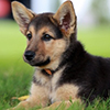 German Shepherd puppy on grass
