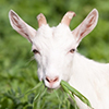 Young goat in the summer pasture