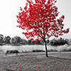 Empty park bench under red tree in black and white