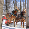 Two horses pulling wagon in sugar shack