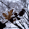 leaf frozen after ice storm