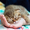 cute brown kitten sleeping in person's hand
