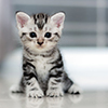 Cute American shorthair cat kitten