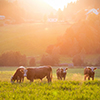 Livestock grazing during sunset