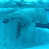 A shot of a polar bear under water