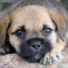 Closeup of a puppy's face