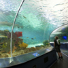 tunnel below aquarium in Toronto's Ripley's Aquarium